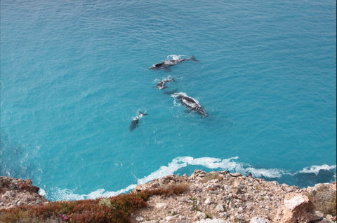 Nullarbor National Park - C Tourism 0