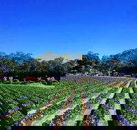 Palmview - C Tourism