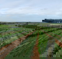 Razorback Cawdor Camden Park - C Tourism