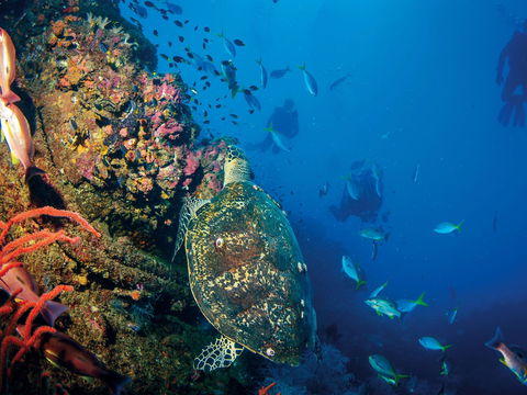 SS Yongala Dive Site - C Tourism 0