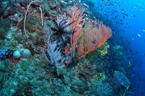 SS Yongala Dive Site - C Tourism 1