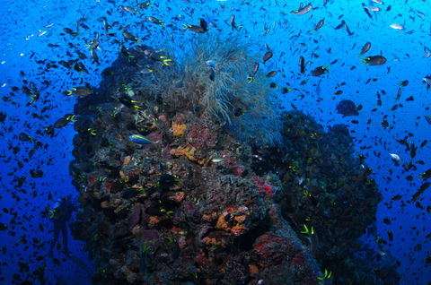 SS Yongala Dive Site - C Tourism 2