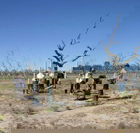 Sturt's tree walk - C Tourism