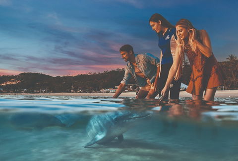 Tangalooma Wild Dolphin Feeding - C Tourism 0