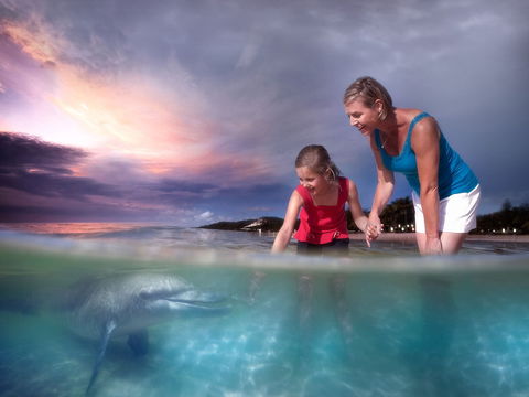 Tangalooma Wild Dolphin Feeding - C Tourism 1