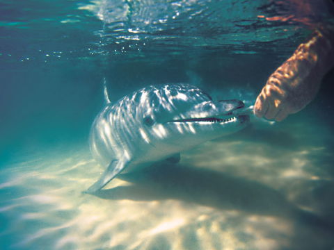 Tangalooma Wild Dolphin Feeding - C Tourism 2