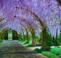 Alowyn Gardens and Nursery - C Tourism