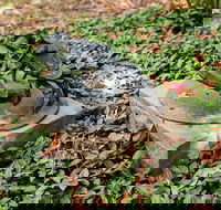 Antony Symons - Retrospective of a Life's Work - C Tourism