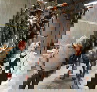 Bronze Bill the Bastard Australia's Greatest War Horse - C Tourism