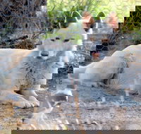 Durong Dingo Sanctuary - C Tourism