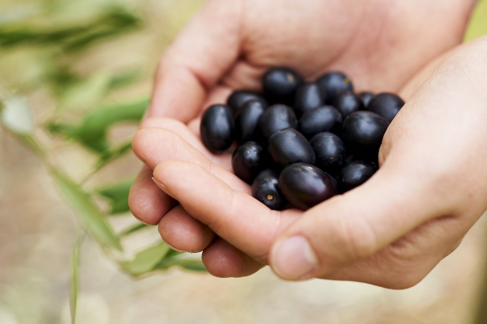 Lower Chittering WA C Tourism