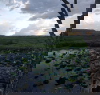 Fogg Dam Conservation Reserve - C Tourism