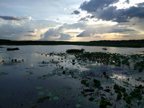 Fogg Dam Conservation Reserve - C Tourism 1