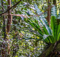 Great North walk - Palm Grove Nature Reserve - C Tourism