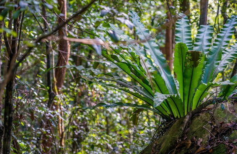 Great North Walk - Palm Grove Nature Reserve - C Tourism 0