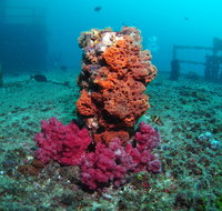 HMAS Brisbane Dive Site - C Tourism