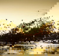 Kinchega Homestead Billabong Walk - C Tourism