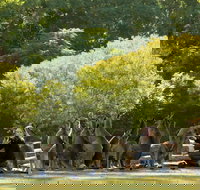 Lone Pine Koala Sanctuary - C Tourism