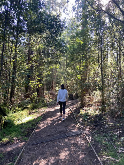 Lyrebird Circuit Walk - C Tourism 0