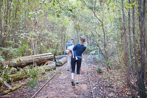 Lyrebird Circuit Walk - C Tourism 1