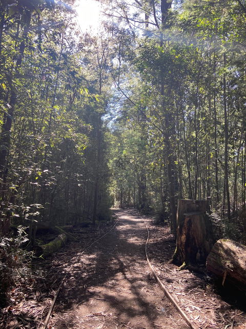 Lyrebird Circuit Walk - C Tourism 2