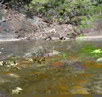 Mount Boss State Forest - C Tourism
