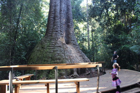 Old Bottlebutt - C Tourism 2