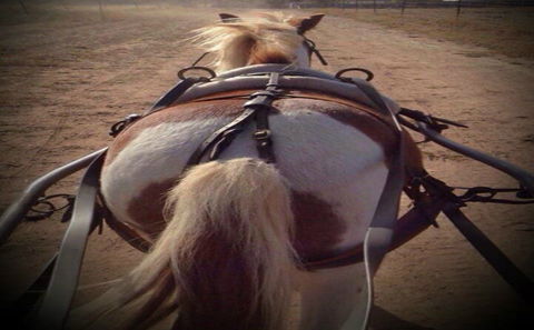Outback Pony Rides Farm Experience - C Tourism 2