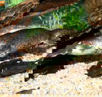 Platypus House - C Tourism