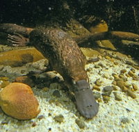 Platypus Pool - C Tourism