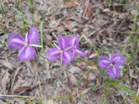 Samford Conservation Park And Bunyaville Conservation Park - C Tourism 1