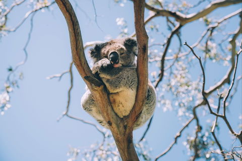 Samford Conservation Park And Bunyaville Conservation Park - C Tourism 2
