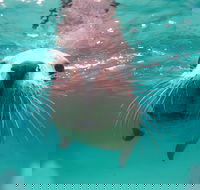 Seal Cove - C Tourism