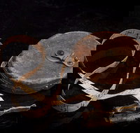 Shellharbour City Museum formerly Tongarra Museum - C Tourism