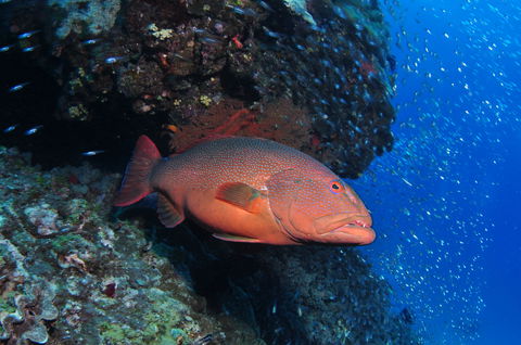 Anchor Bommie Dive Site - C Tourism 0