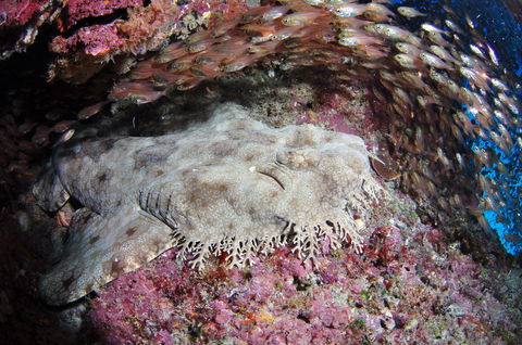 Anchor Bommie Dive Site - C Tourism 1