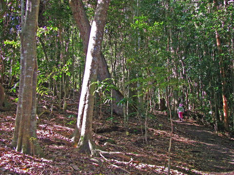 Cooyar - C Tourism 1