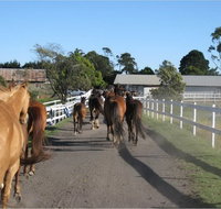 Darkes Forest Riding Ranch - C Tourism