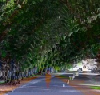 Fig Tree Avenue - C Tourism