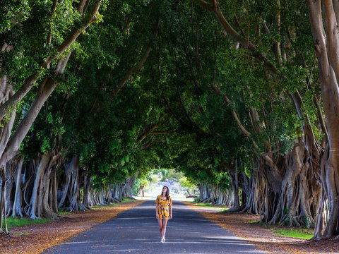 Fig Tree Avenue - C Tourism 0