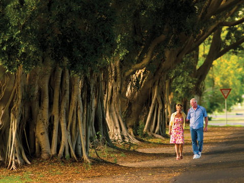 Fig Tree Avenue - C Tourism 1