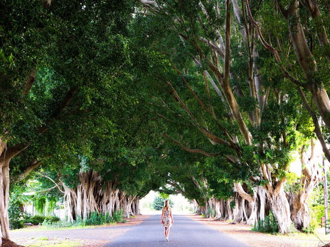 Fig Tree Avenue - C Tourism 2