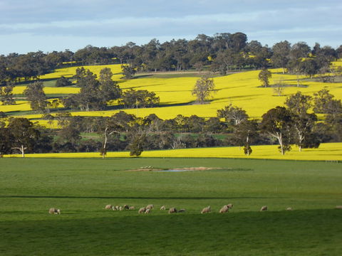 Fini Olives - C Tourism 0