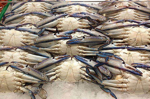 Fish And Fowl - C Tourism 1