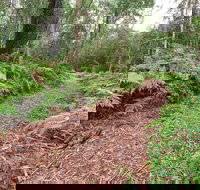 Forest Walking Track Gibraltar Range National Park - C Tourism