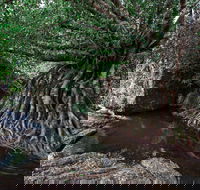 Misty Mountains Wilderness Tracks - C Tourism