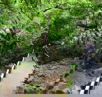 Rainforest Loop Walk Budderoo National Park - C Tourism