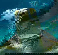 Reef HQ Aquarium - C Tourism