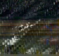 Seaham Swamp Nature Reserve - C Tourism