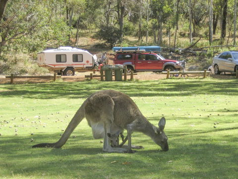 Serpentine - C Tourism 1